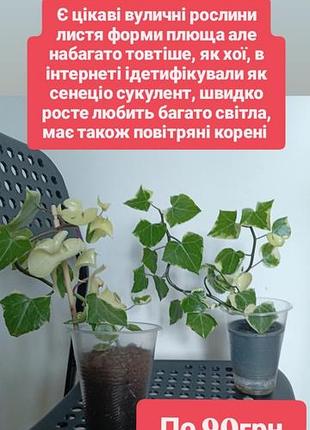 Вариантные растения лианы