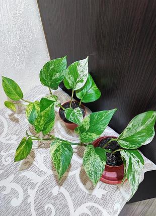 Епіпремнум золотистий (marble queen)
