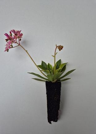 Левізія котиледон (lewisia cotyledon) —