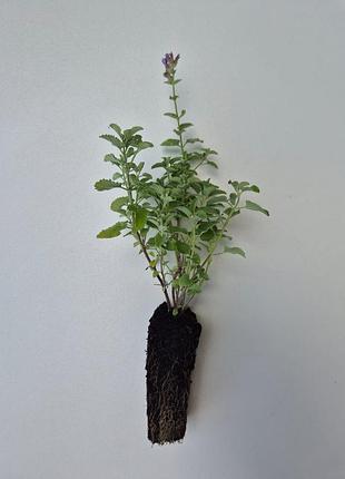 Котовник (nepeta) 3