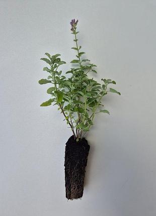 Котовник (nepeta) 2