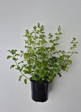 Каламинта котовничная
