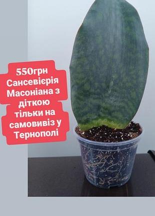 Только тернопиль сансвиерия масонина с деткой сансеверия сортная whale fin санса snake plant