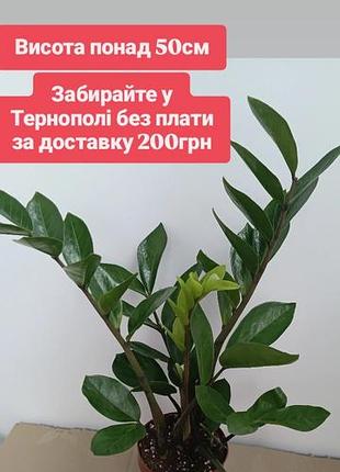 Тільки тернопіль заміокулькас сукулент доларове дерево