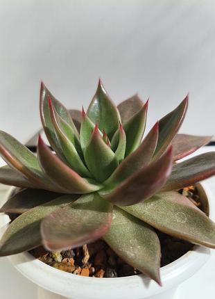 Ехеверія агавовидна (echeveria agavoides), велика розетка, горшик 8см