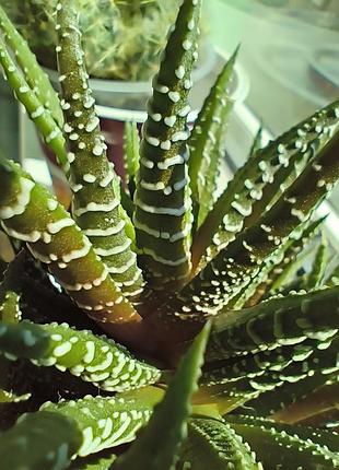 Хавортія "зебра" (haworthiopsis attenuata) — великий кущ, багато діток, горщик 8см