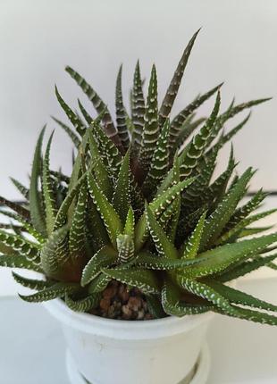 Хавортия "зебра" (haworthiopsis attenuata) — большой куст, много деток, горшок 8см