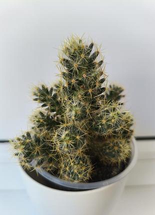 Маммілярія грациліс (mammillaria gracilis), великий кущ, горщик 6 см