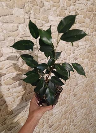Фікус бенджаміна «денилайт» (ficus benjamina 'denylight' / 'danilight')