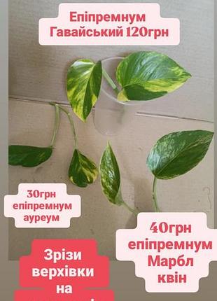 Только тернопиль срез на самовывиз эпипремнумы вариегатные гавайский крупнолистовой, марбл квин ауреум