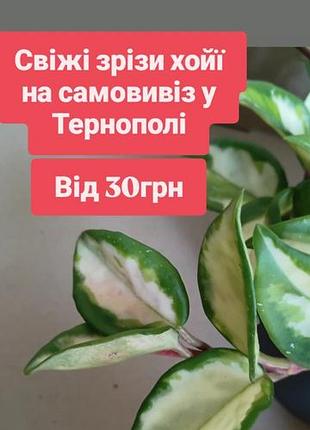 От 30грн свежие срезы хойи на самовывиз сортовые хойя триколор, фламинго, аустралис леса, крониана эскимо, артис, матальда сплеш, вариегатные восковик