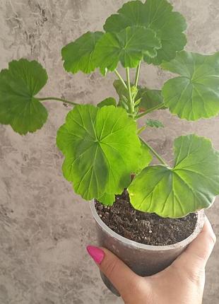 Пеларгония зональная цвет сюрприза