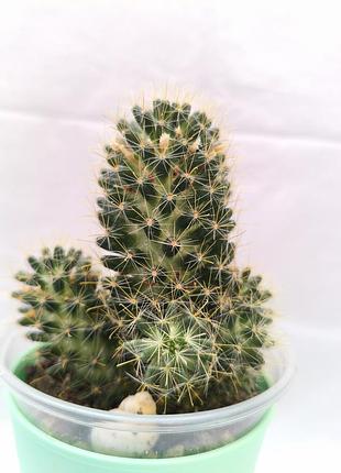 Мамилярия цельмана (mammillaria zeilmanniana), крупный кактус с детками