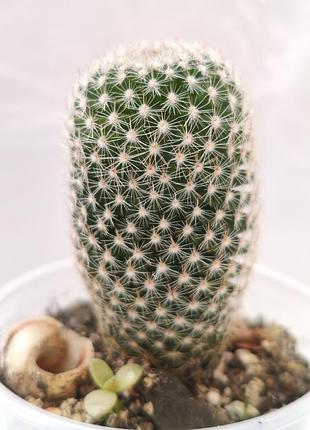 Кактус маммілярія матуде (mammillaria matudae), горщик 6 см