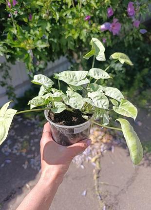 Сингониум silver pearl dwart 5
