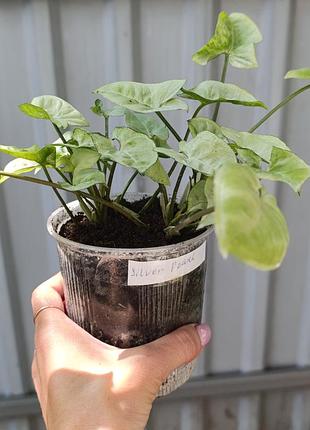 Сингониум silver pearl dwart 6