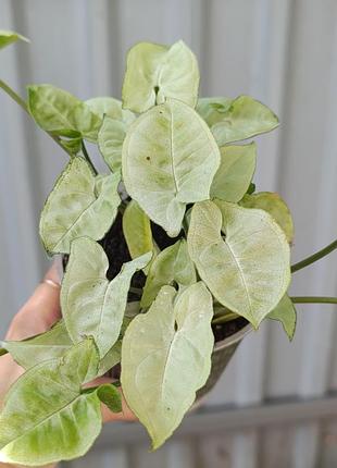Сингониум silver pearl dwart 3