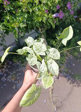 Сингониум silver pearl dwart 2