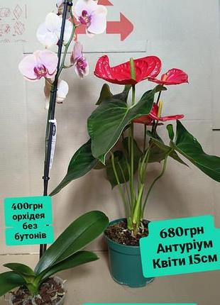 Только на самовозвез подпитанные адаптированные растения орхидея антуриум