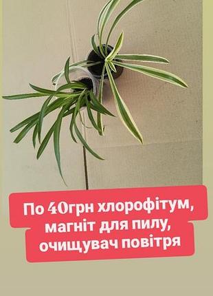 Хлорофитум вариогатный и обычный неприхотливый и суперфункциональный