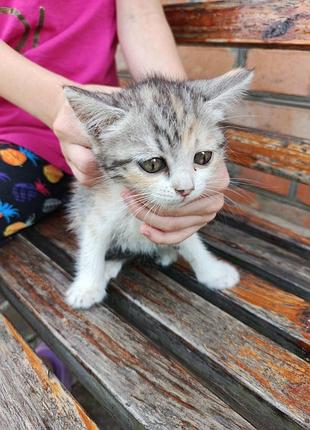 Кошенята в добрі руки