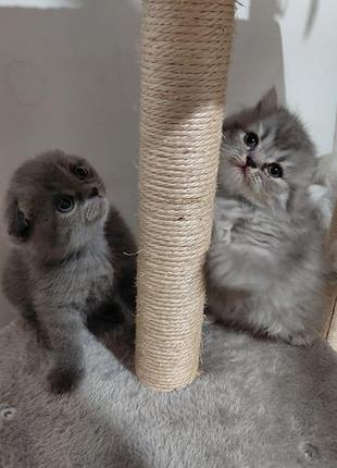 Британские котята 3