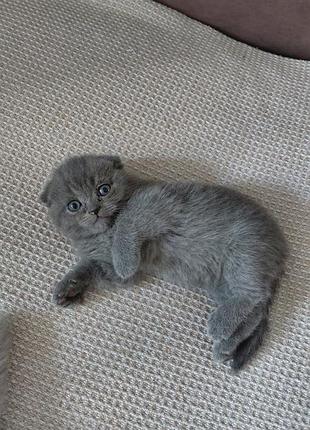 Британские котята 7