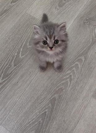 Британские котята 6