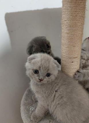 Британские котята 5