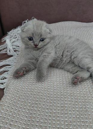 Британские котята 8