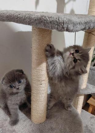 Британские котята 4