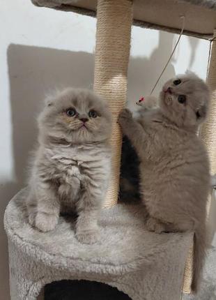Британские котята 2