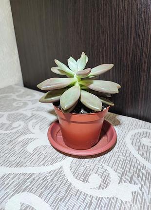 Граптоверия опалина (graptoveria opolina) 2