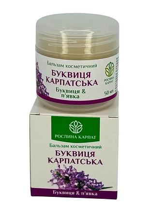 Бальзам буквиця карпатська – природний догляд при варикозі рослина карпат (484769)