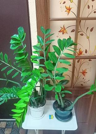 Замиакулькуш (долларовое дерево). 76 см. 4