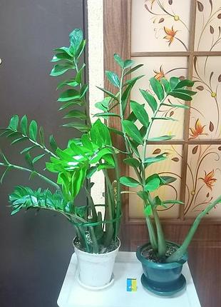 Замиакулькуш (долларовое дерево). 76 см. 3