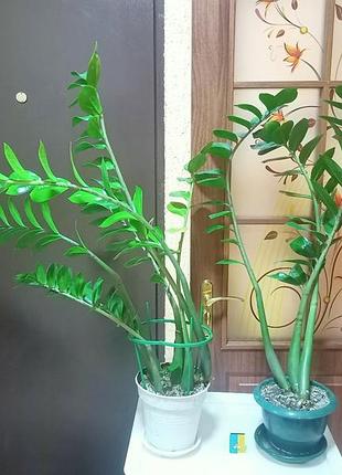 Замиакулькуш (долларовое дерево). 76 см. 2
