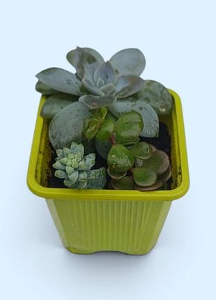 Седум, граптоверия комнатные растения 3 шт: sedum makinoi, burrito, grattoveria milkyway