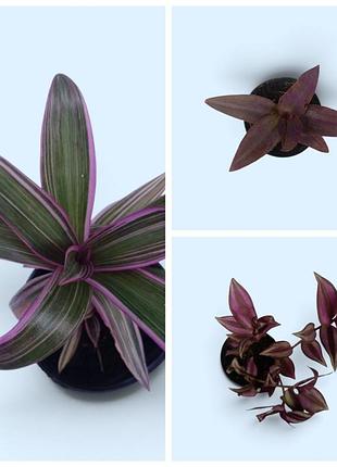 Набор комнатных растений, традесканции 3 шт: tradescantia pallida, zebrina, рео