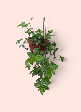 Традесканція прирічна tradescantia fluminensis, кімнатна рослина в підвісному горщику
