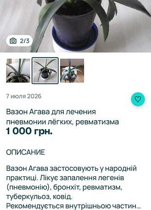 Агава з горщиком 3