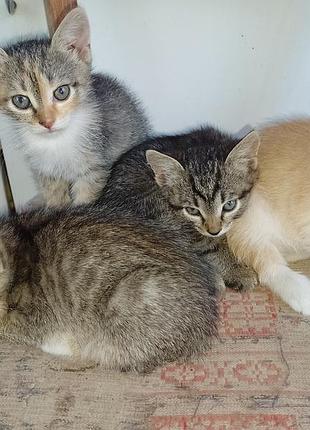 Котята бесплатно