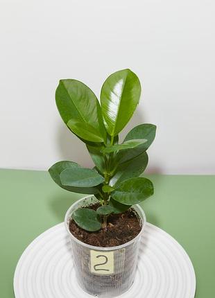 Фікус мокламе мікрокарпа (живець)