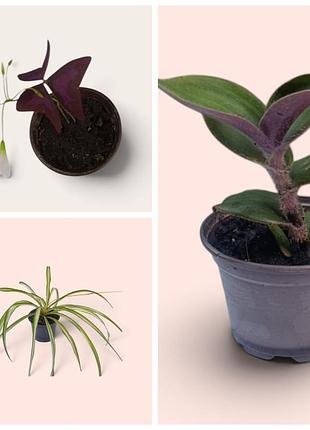 Кімнатні рослини 3 шт: оксаліс, традесканція, хлорофітум – oxalis, tradescantia, chlorophytum