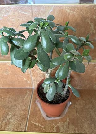 Кімнатні квіти грошове дерево/ товсянка/ crassula, висота ~ 50 см