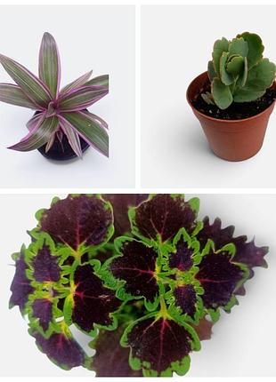 Кімнатні рослини 3 шт: рео, каланхоє, колеус – coleus, kalanchoe, tradescantia