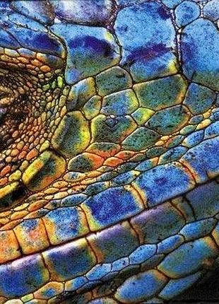Пазлы colorful nature 5 с изображением ящерицы 342034 interdruk