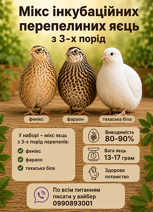 Перепелиные яйца на инкубацию микс пород, техасская, феникс, фараон, смокинг