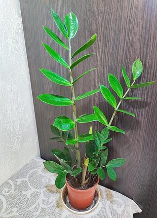 Замиокулькас замиелистный (zamioculcas zamiifolia)