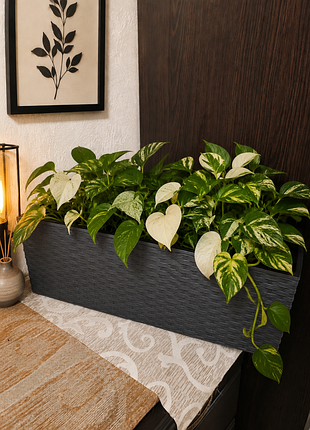 Балконный ящик для цветов lamela begonia rattan (56 см, графит, ротанг)